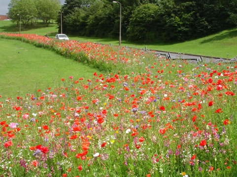 A summer verge of poppies and wildflowers beside mown grass and a tree belt.