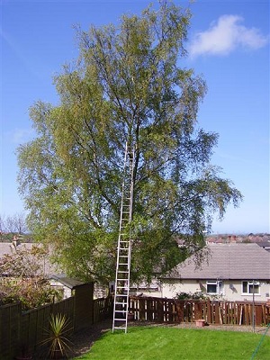 A ladder set against a tall birch in a fenced back garden, ready for pruning.